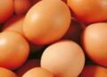 Fakta Baru Telur dan Risiko Kolesterol