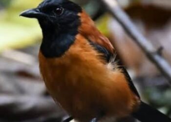 Pitohui, Burung Mematikan Ditemukan di Indonesia