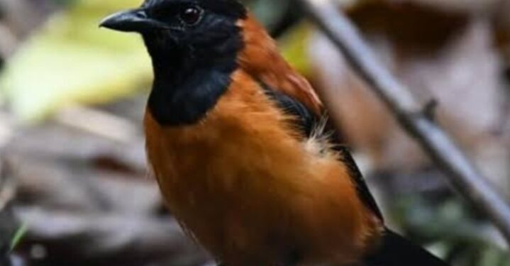 Pitohui, Burung Mematikan Ditemukan di Indonesia
