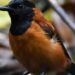 Pitohui, Burung Mematikan Ditemukan di Indonesia