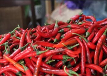 Ekspor Petani Cabai Sleman Kirim 9 Ton Tembus Pasar Jepang