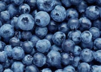 Peru Siap Ekspor Blueberry ke Indonesia