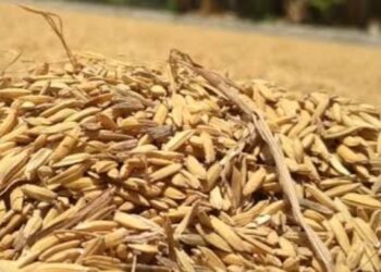 Harga Gabah Anjlok, Penggilingan Padi Berhenti Beli