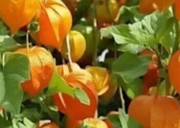 Ciplukan Indonesia Jadi Komoditas Ekspor Dunia