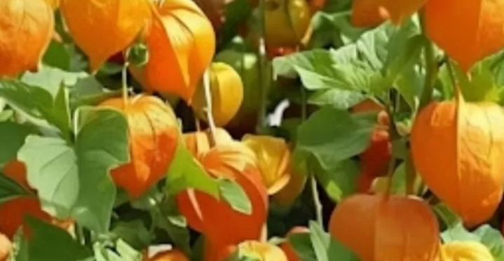 Ciplukan Indonesia Jadi Komoditas Ekspor Dunia