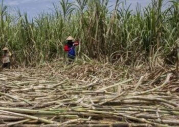 Petani Tebu Jatim Ancam Mogok Massal Karena Gula  Mandek di Gudang