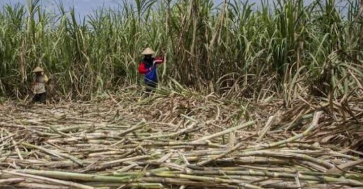 Petani Tebu Jatim Ancam Mogok Massal Karena Gula  Mandek di Gudang