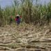 Petani Tebu Jatim Ancam Mogok Massal Karena Gula  Mandek di Gudang