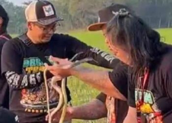 Petani Indramayu Sambut Ular Sahabat Tani Lucky Hakim: Hanya untuk Lawan Tikus