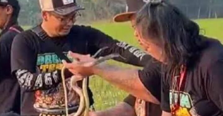 Petani Indramayu Sambut Ular Sahabat Tani Lucky Hakim: Hanya untuk Lawan Tikus