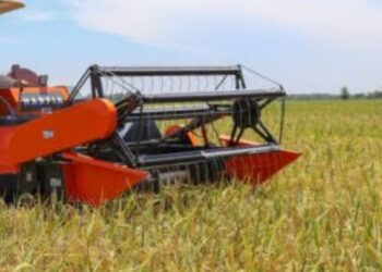 Panen Melimpah, Harga Beras Global Jatuh Indonesia Stop Impor