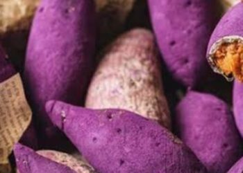 Rahasia Panjang Umur 100 Tahun  dari Ubi Jalar