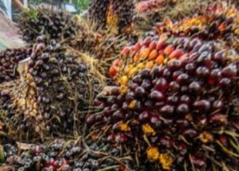 Indonesia Kendalikan Pasar CPO Dunia