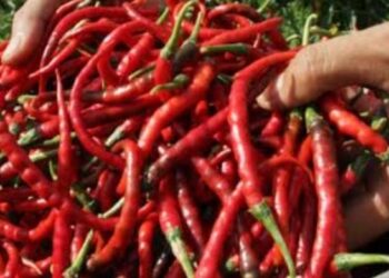 Lelang Cabai Bligo Dongkrak Harga Petani