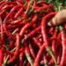 Lelang Cabai Bligo Dongkrak Harga Petani