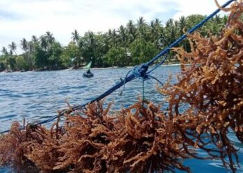 Hilirisasi Rumput Laut Jadi Strategi Ekonomi Baru