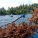 Hilirisasi Rumput Laut Jadi Strategi Ekonomi Baru