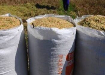HPP Gabah Naik Rp6.500, Petani Dilindungi