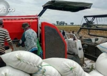 Harga Gabah Aceh Utara Turun Drastis