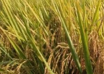 Panen Raya Tekan Harga Gabah di Lebak