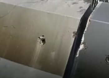 Oli di Pagar DPR Jadi Sorotan Publik