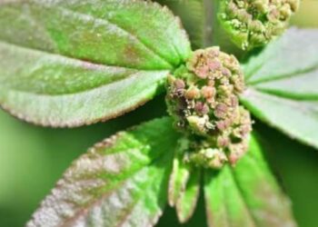 Khasiat Air Rebusan Daun Patikan Kebo Untuk Kesehatan