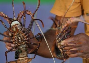 RI Hentikan Sementara Budidaya Lobster dengan Vietnam