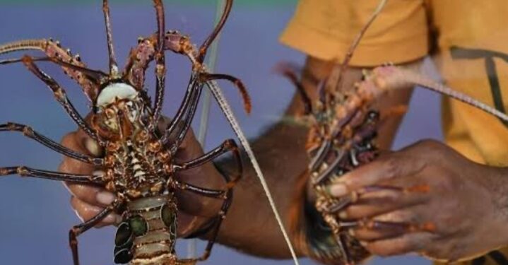 RI Hentikan Sementara Budidaya Lobster dengan Vietnam