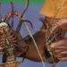 RI Hentikan Sementara Budidaya Lobster dengan Vietnam