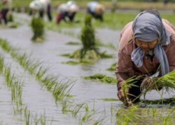 Indonesia Jadi Sorotan Dunia karena Beras