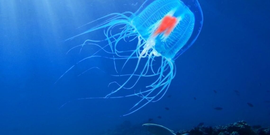 10 Hewan dengan Umur Terpanjang, Ada yang Hidup Abadi