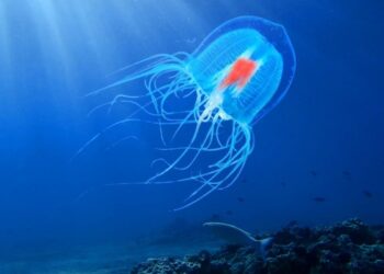 10 Hewan dengan Umur Terpanjang, Ada yang Hidup Abadi