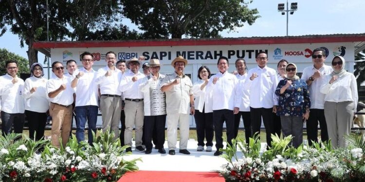 Dorong Swasembada Pangan, BRI Dukung Program Sapi Merah Putih