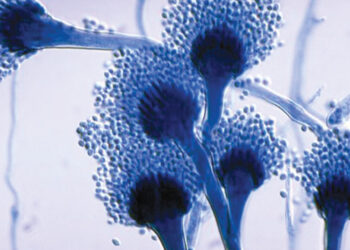 Perubahan Iklim Picu Penyebaran Jamur Mematikan