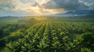 Tanah Terlantar 2 Tahun Bakal Diambil Negara, Petani Sawit Buka Suara