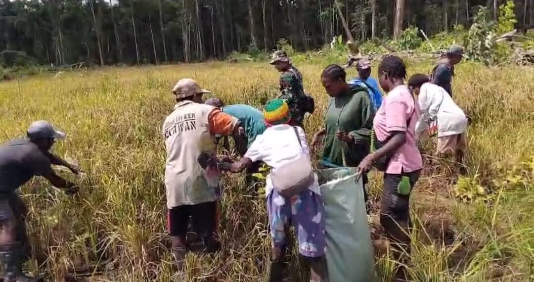 Babinsa Koramil Kuala Kencana Bantu Warga Panen Padi Gogo Untuk Dukung Ketahanan Pangan