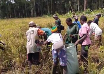 Babinsa Koramil Kuala Kencana Bantu Warga Panen Padi Gogo Untuk Dukung Ketahanan Pangan
