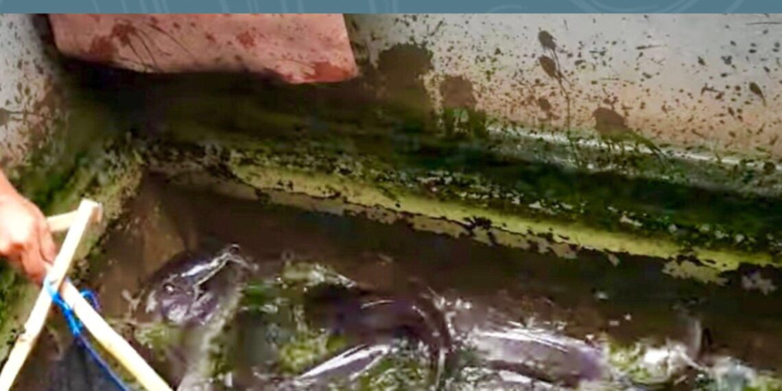 Mengenal Desa Rejoagung, Potensi Desa Meningkat Setelah Program Penataan Akses Reforma Agraria*