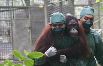 BNI Peduli Konservasi Satwa dan Hutan