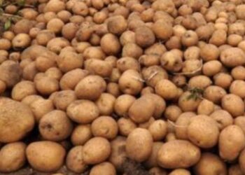 Petani Wonosobo Menang Lomba Kentang Raksasa