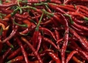 Harga Pangan Melonjak, Cabai Sentuh Rp100 Ribu