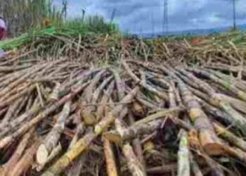 Molasses Anjlok, Pabrik Gula Terancam Tutup