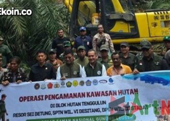 Satgas PKH Memusnahkan Sawit dan Karet Ilegal Untuk Memulihkan TNGL.