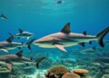 Alasan Ilmiah Daging Hiu Berbahaya Dimakan