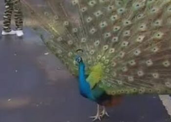 Burung Merak Duren Sawit Jadi Tontonan Warga