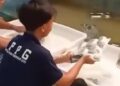 Dapur MBG Bandung Barat Menuai Sorotan Setelah Video Pencucian Tray Tidak Higienis
