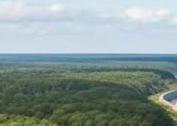 Indonesia Cegah Tsunami Lewat Pohon Pantai dan Benteng Alami