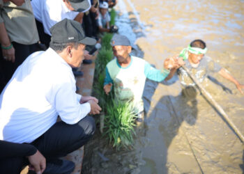 Mentan Amran Gunakan Pendekatan Padat Karya untuk Rehabilitasi Sawah Pasca Bencana