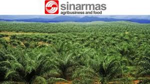 Ilustrasi Perusahaan Agraria Sinarmas (Ist)