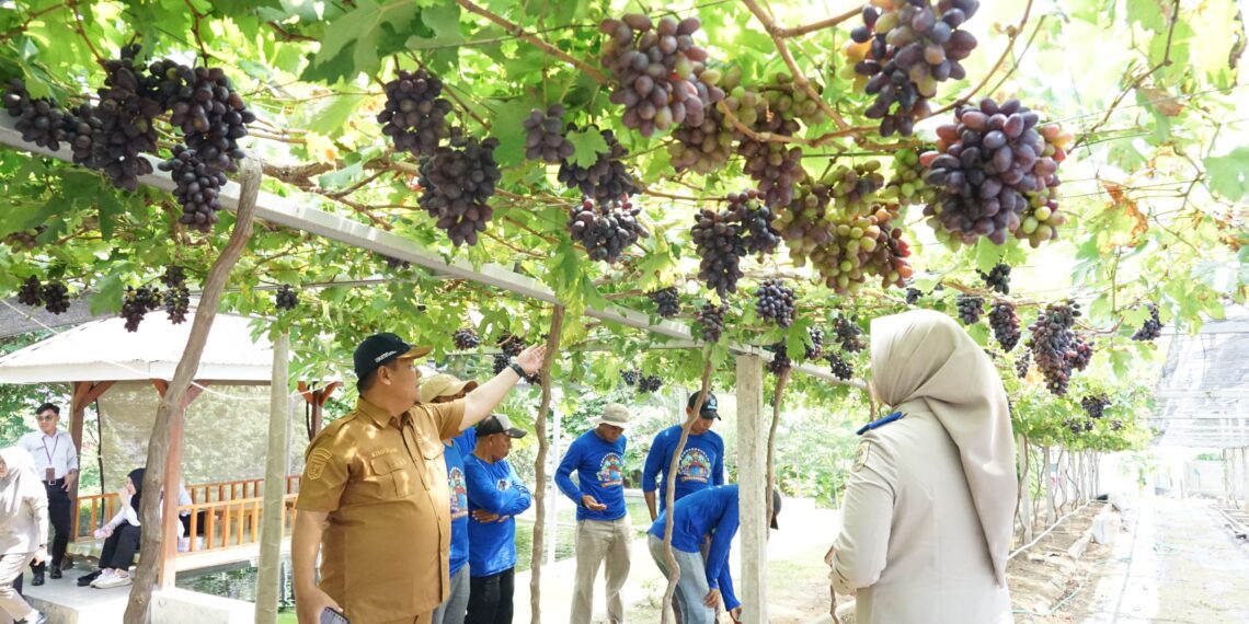 Warga meninjau kebun anggur produktif di Kampung Reforma Agraria Duyu Bangkit, Palu. Program penataan lahan pascabencana ini berhasil mengubah zona rawan menjadi sentra agrowisata yang meningkatkan pendapatan ekonomi penyintas bencana. (Foto: Istimewa)